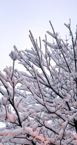 line street tree